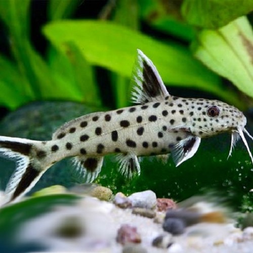 Synodontis petricola - Synodontis Petricola Zaire SM